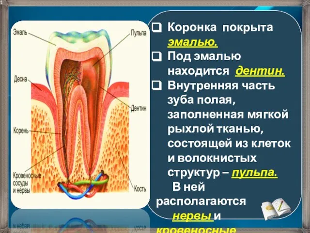 Коронка покрыта эмалью. Под эмалью находится дентин. Внутренняя часть зуба полая,