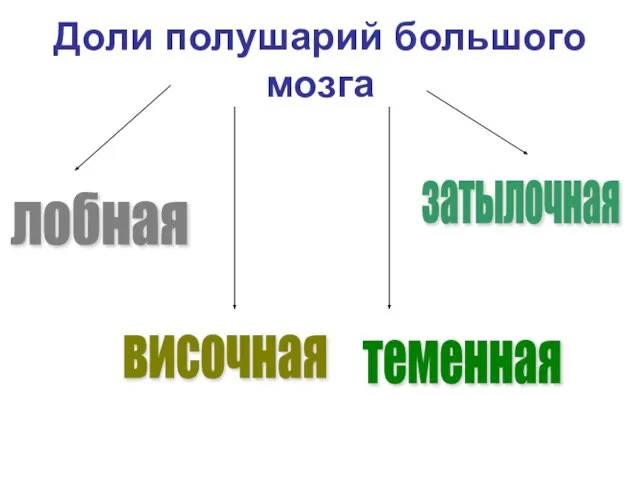 Доли полушарий большого мозга лобная височная затылочная теменная