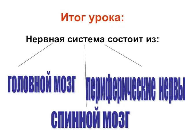 Итог урока: Нервная система состоит из: головной мозг спинной мозг периферические нервы