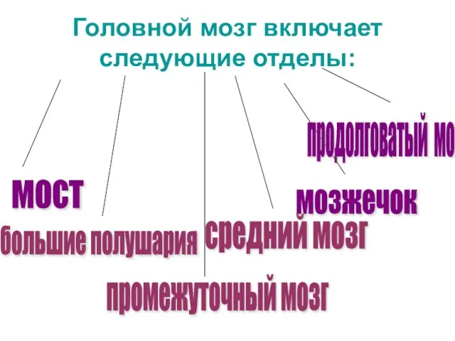 Головной мозг включает следующие отделы: промежуточный мозг мост большие полушария средний мозг мозжечок продолговатый мозг