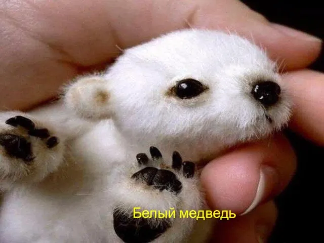 Вопрос №4 Детеныш какого животного изображён на фото Белый медведь