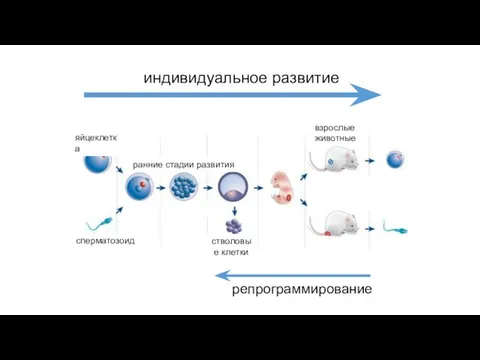 яйцеклетка сперматозоид ранние стадии развития стволовые клетки взрослые животные индивидуальное развитие репрограммирование