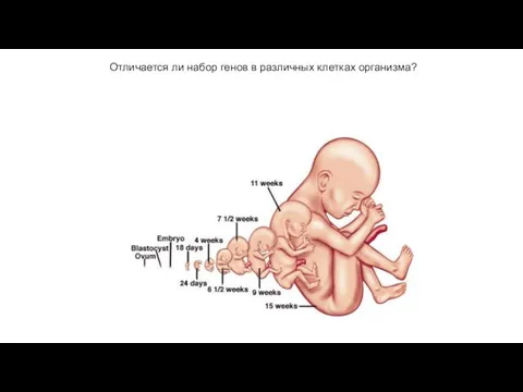 Отличается ли набор генов в различных клетках организма?