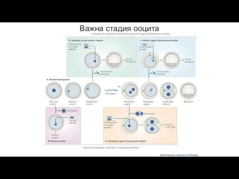 Важна стадия ооцита