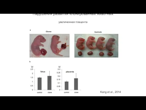 Нарушения развития клонированных животных увеличенная плацента Kang et al., 2014