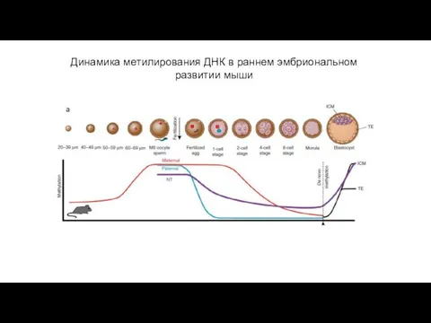 Динамика метилирования ДНК в раннем эмбриональном развитии мыши