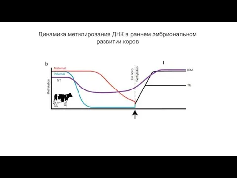 Динамика метилирования ДНК в раннем эмбриональном развитии коров