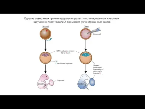 Одна из возможных причин нарушения развития клонированных животных нарушение инактивации Х-хромосом уклонированных самок