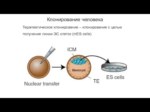 Терапевтическое клонирование – клонирование с целью получения линии ЭС клеток (ntES cells) Клонирование человека