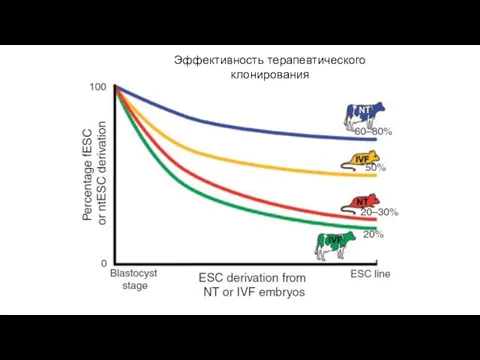 Эффективность терапевтического клонирования