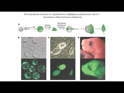 Клонирование мышей из терминально дифференцированных клеток – сенсорных обонятельных нейронов