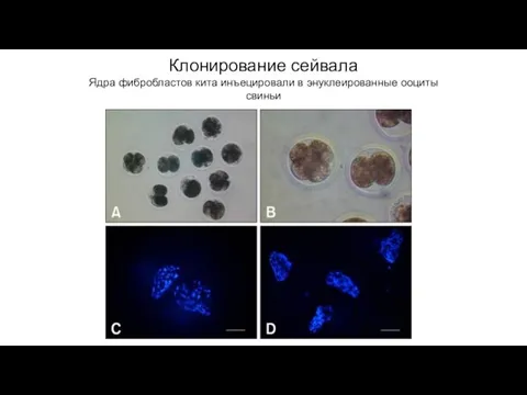 Клонирование сейвала Ядра фибробластов кита инъецировали в энуклеированные ооциты свиньи