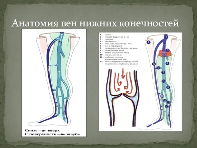 Анатомия вен нижних конечностей