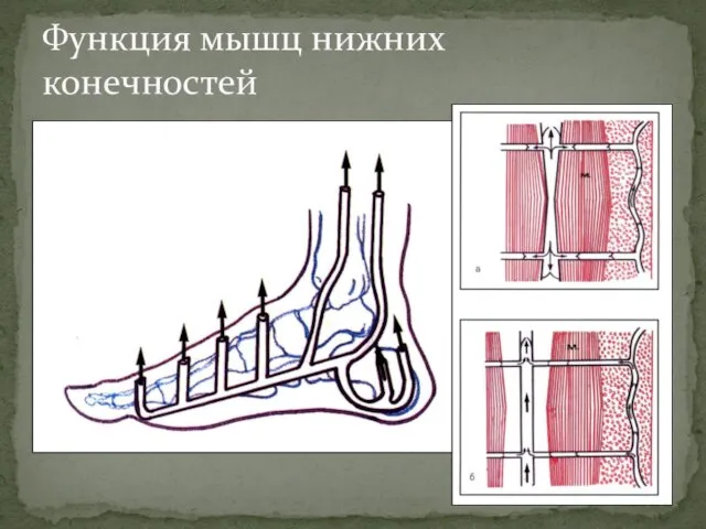 Функция мышц нижних конечностей