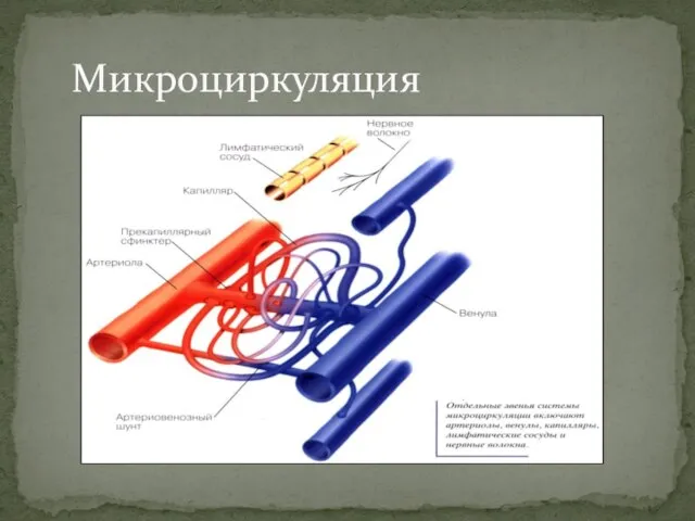 Микроциркуляция