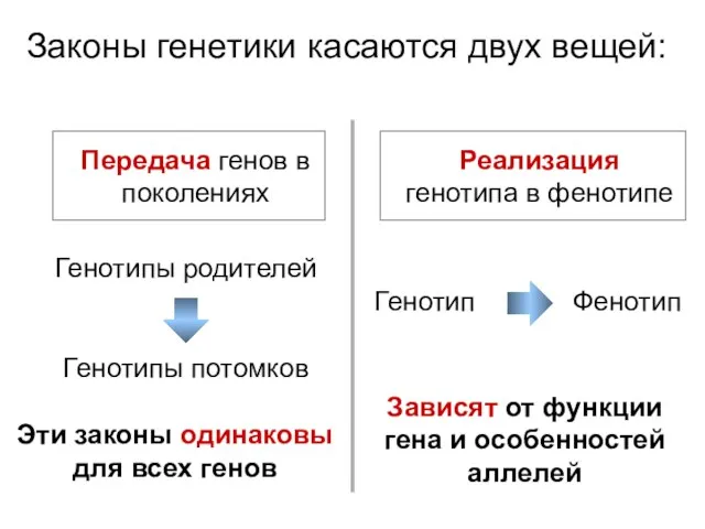 Законы генетики касаются двух вещей: Передача генов в поколениях Реализация генотипа