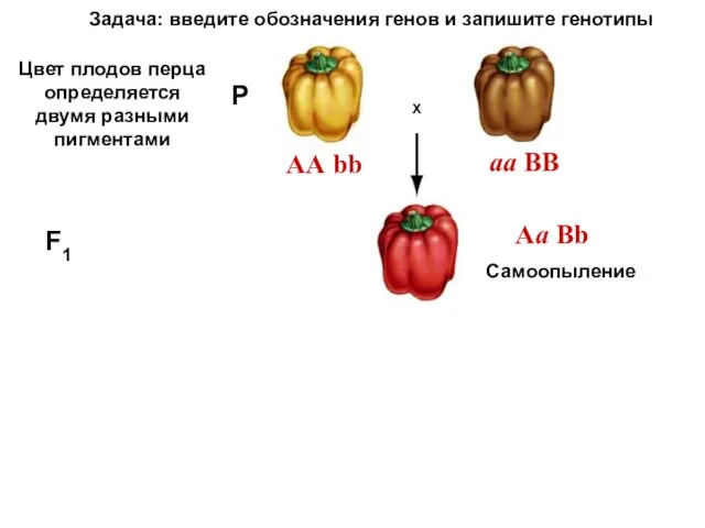 АА bb X F1 Цвет плодов перца определяется двумя разными пигментами