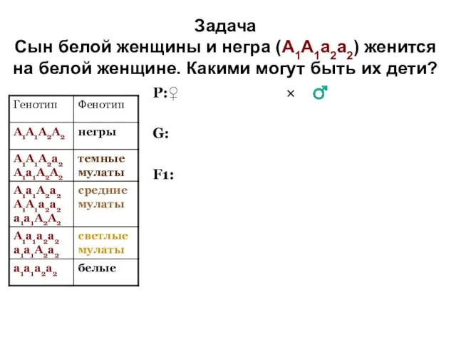 Задача Сын белой женщины и негра (А1А1а2а2) женится на белой женщине.