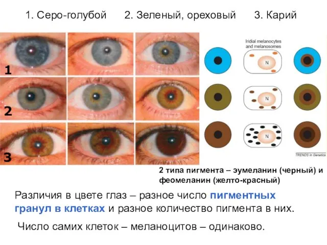 Различия в цвете глаз – разное число пигментных гранул в клетках