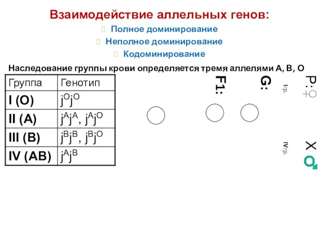 Наследование группы крови определяется тремя аллелями А, В, О P:♀ Х