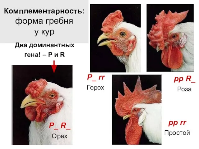 Комплементарность: форма гребня у кур pp rr Простой P_ rr Горох