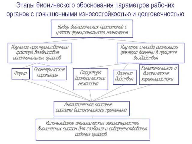 Этапы бионического обоснования параметров рабочих органов с повышенными износостойкостью и долговечностью