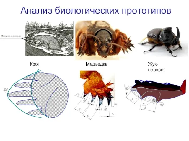 Анализ биологических прототипов Крот Медведка Жук-носорог