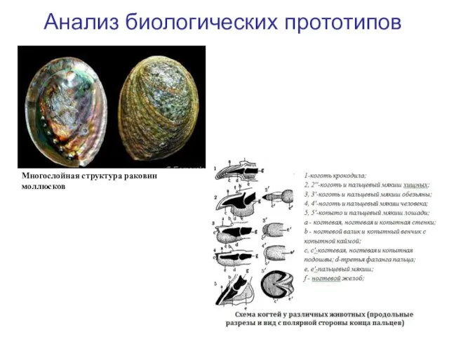 Анализ биологических прототипов Многослойная структура раковин моллюсков
