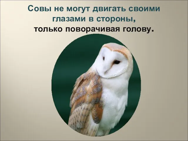 Совы не могут двигать своими глазами в стороны, только поворачивая голову.