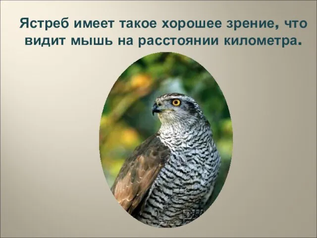 Ястреб имеет такое хорошее зрение, что видит мышь на расстоянии километра.