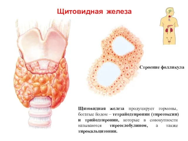 Щитовидная железа Щитовидная железа продуцирует гормоны, богатые йодом – тетрайодтиронин (тиротоксин)