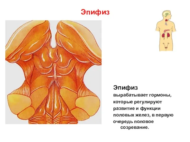 Эпифиз Эпифиз вырабатывает гормоны, которые регулируют развитие и функции половых желез, в первую очередь половое созревание.