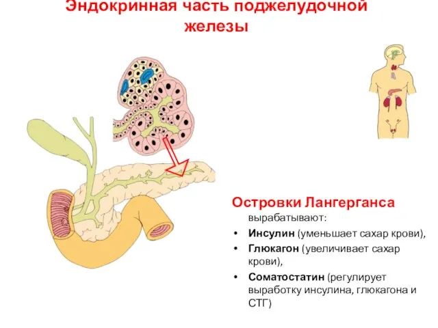 Эндокринная часть поджелудочной железы Островки Лангерганса вырабатывают: Инсулин (уменьшает сахар крови),