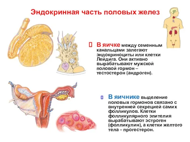 Эндокринная часть половых желез В яичке между семенными канальцами залегают эндокриноциты