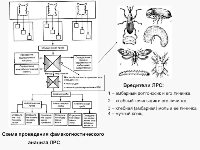 Схема проведения фамакогностического анализа ЛРС Вредители ЛРС: 1 – амбарный долгоносик