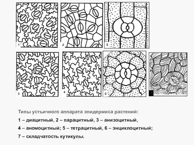 Типы устьичного аппарата эпидермиса растений: 1 – диацитный, 2 – парацитный,