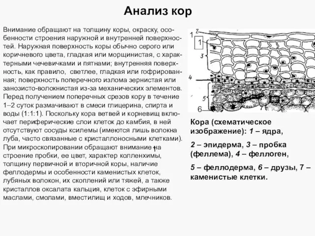 Анализ кор Кора (схематическое изображение): 1 – ядра, 2 – эпидерма,