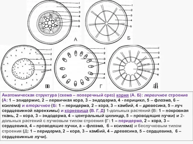 Анатомическая структура (схема – поперечный срез) корня (А. Б): первичное строение