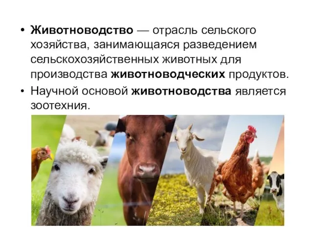 Животноводство — отрасль сельского хозяйства, занимающаяся разведением сельскохозяйственных животных для производства
