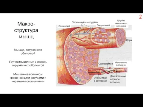 Макро-структура мышц Мышца, окружённая оболочкой Группа мышечных волокон, окружённых оболочкой Мышечное