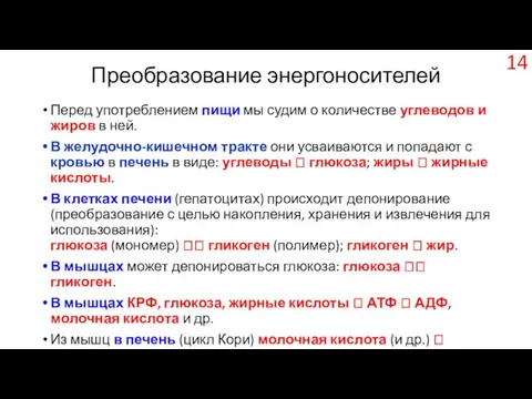 Преобразование энергоносителей Перед употреблением пищи мы судим о количестве углеводов и