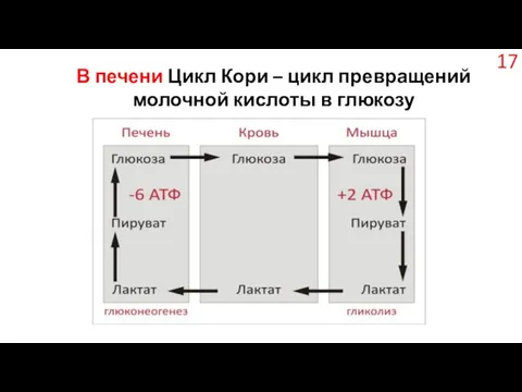 В печени Цикл Кори – цикл превращений молочной кислоты в глюкозу