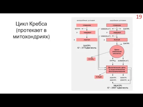 Цикл Кребса (протекает в митохондриях)