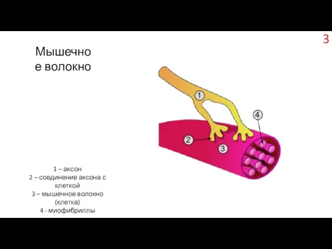 Мышечное волокно 1 – аксон 2 – соединение аксона с клеткой