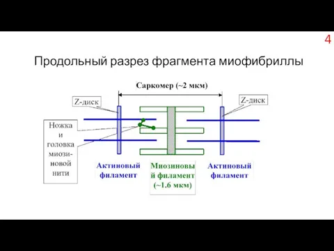 Продольный разрез фрагмента миофибриллы