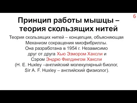 Принцип работы мышцы – теория скользящих нитей Теория скользящих нитей –