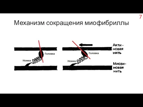 Механизм сокращения миофибриллы