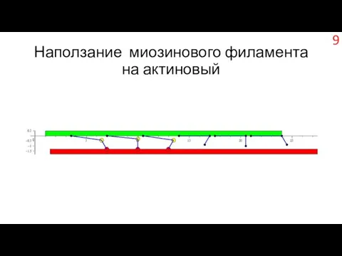 Наползание миозинового филамента на актиновый