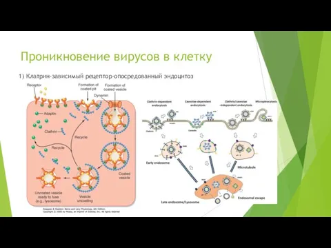 Проникновение вирусов в клетку 1) Клатрин-зависимый рецептор-опосредованный эндоцитоз