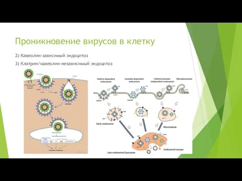 Проникновение вирусов в клетку 2) Кавеолин-зависимый эндоцитоз 3) Клатрин/кавеолин-независимый эндоцитоз